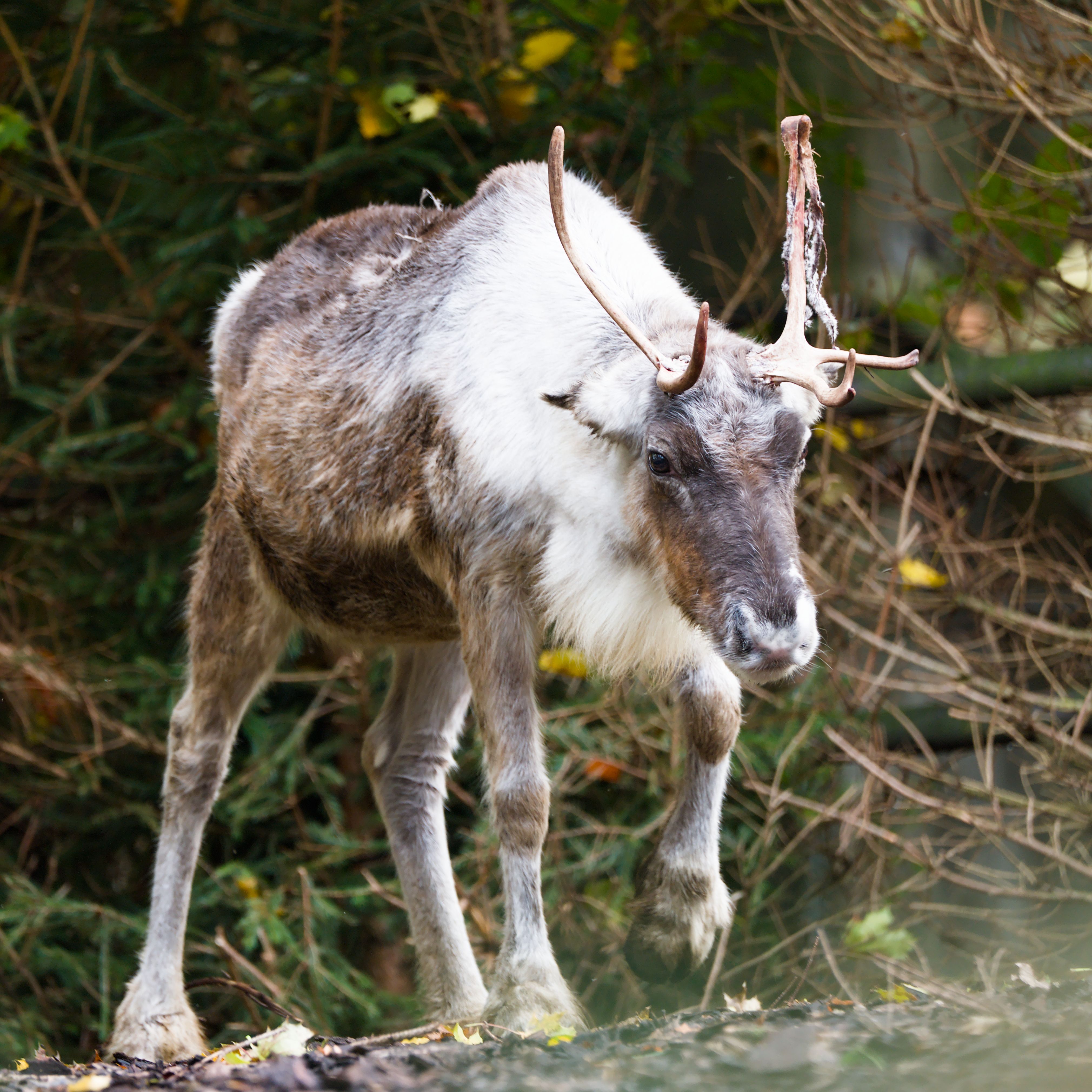 Majestic Reindeer Walking in Lush Forest · Free Stock Photo