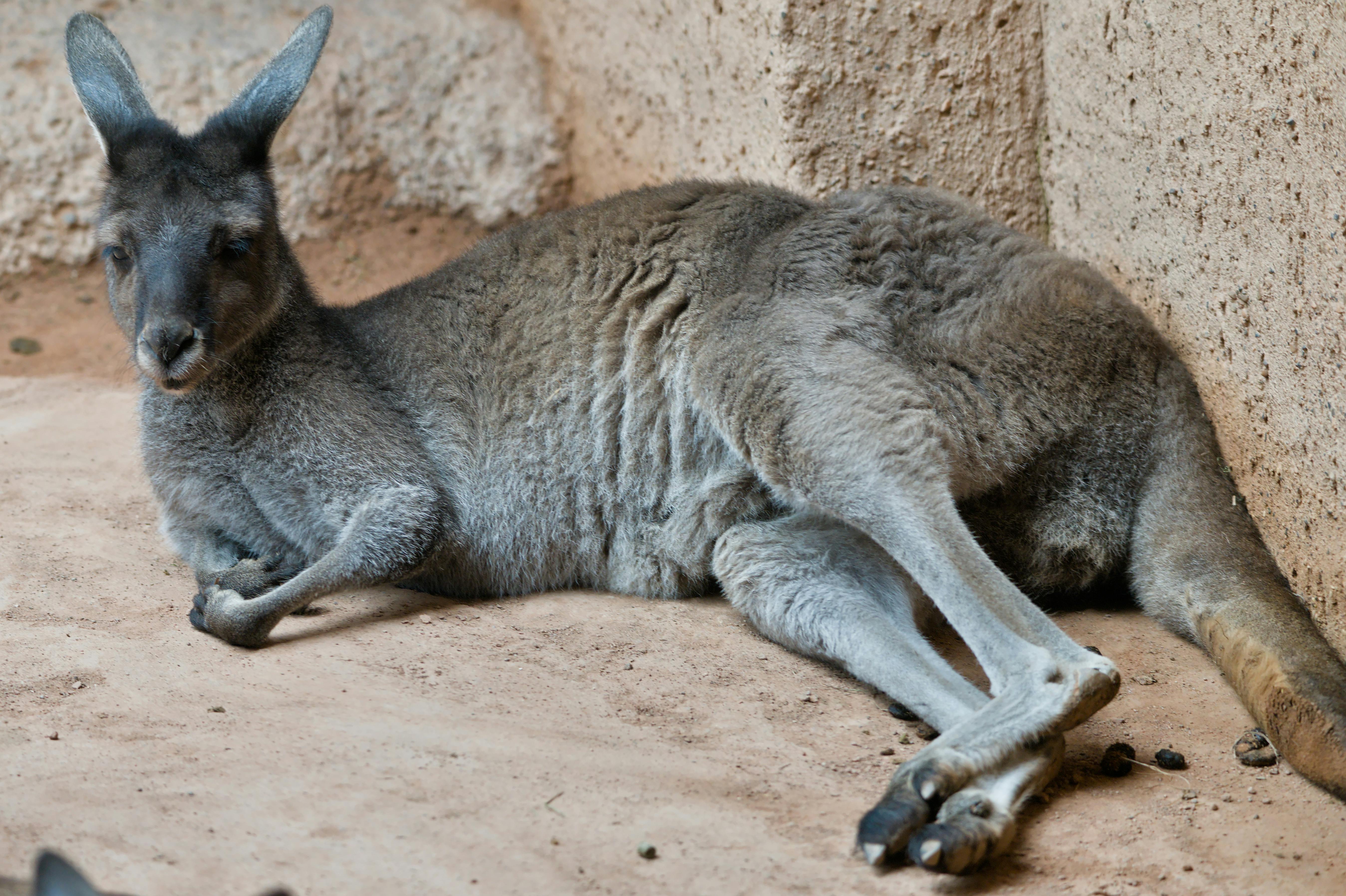 A kangaroo comfortably lying down on a sandy surface in an indoor zoo environment.