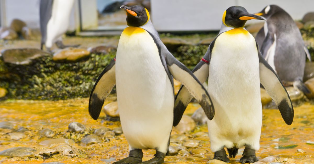 Challenging Task of Vaccinating Penguins Against Bird Flu