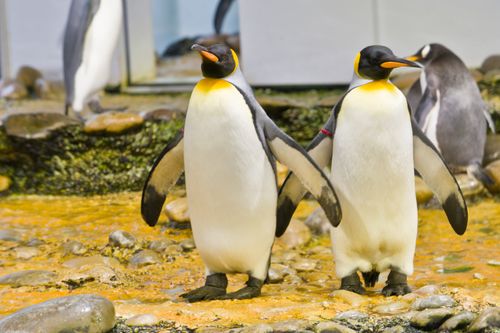 Free Two king penguins standing on rocky terrain in a zoo exhibit. Stock Photo