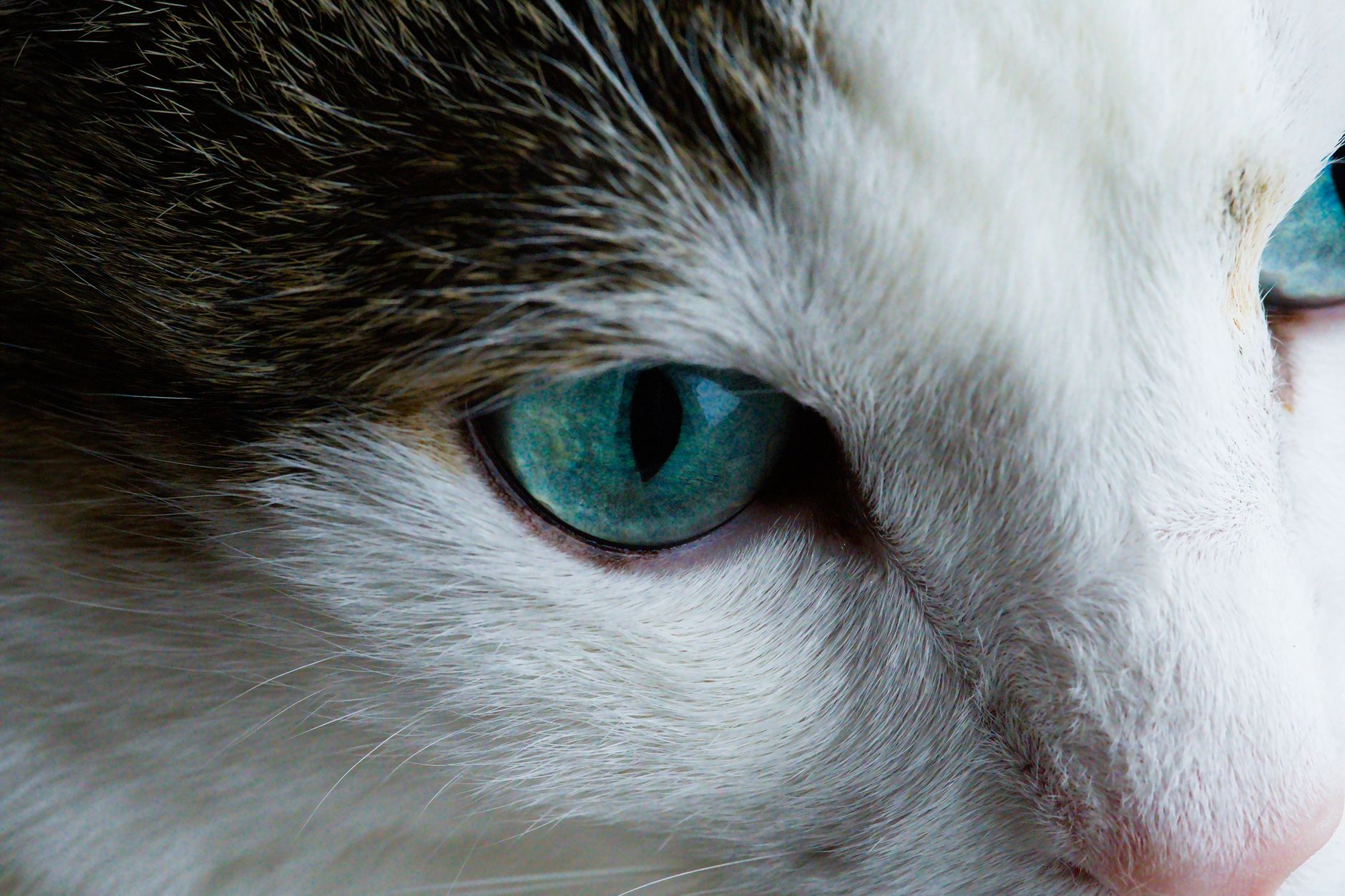 Veterinarian examining a cat during a checkup