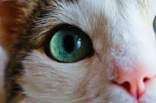 Free Detailed close-up image of a cat's eye showcasing vibrant green hues and intricate fur patterns. Stock Photo