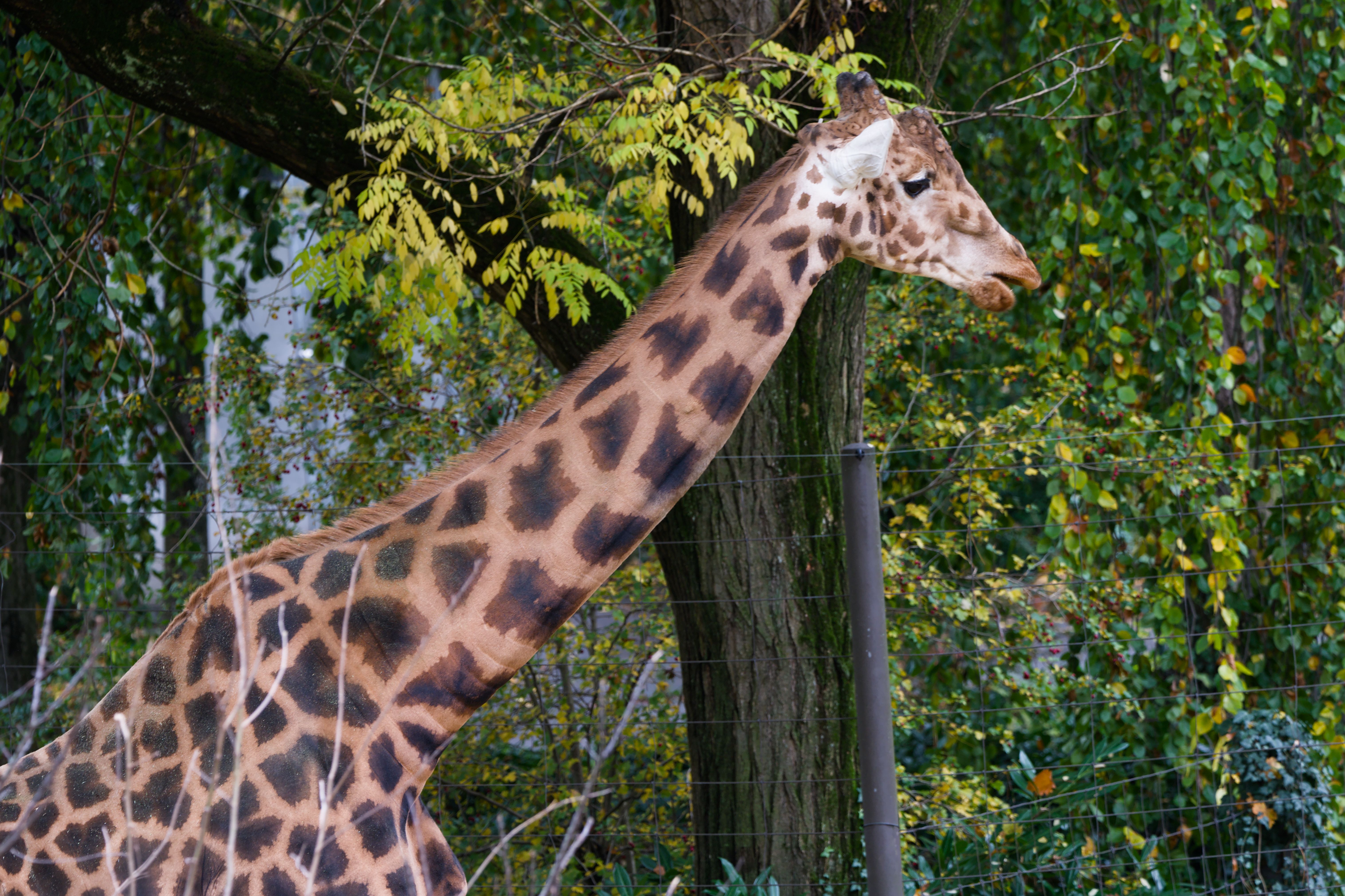Majestic Giraffe in Swiss Zoo Setting · Free Stock Photo