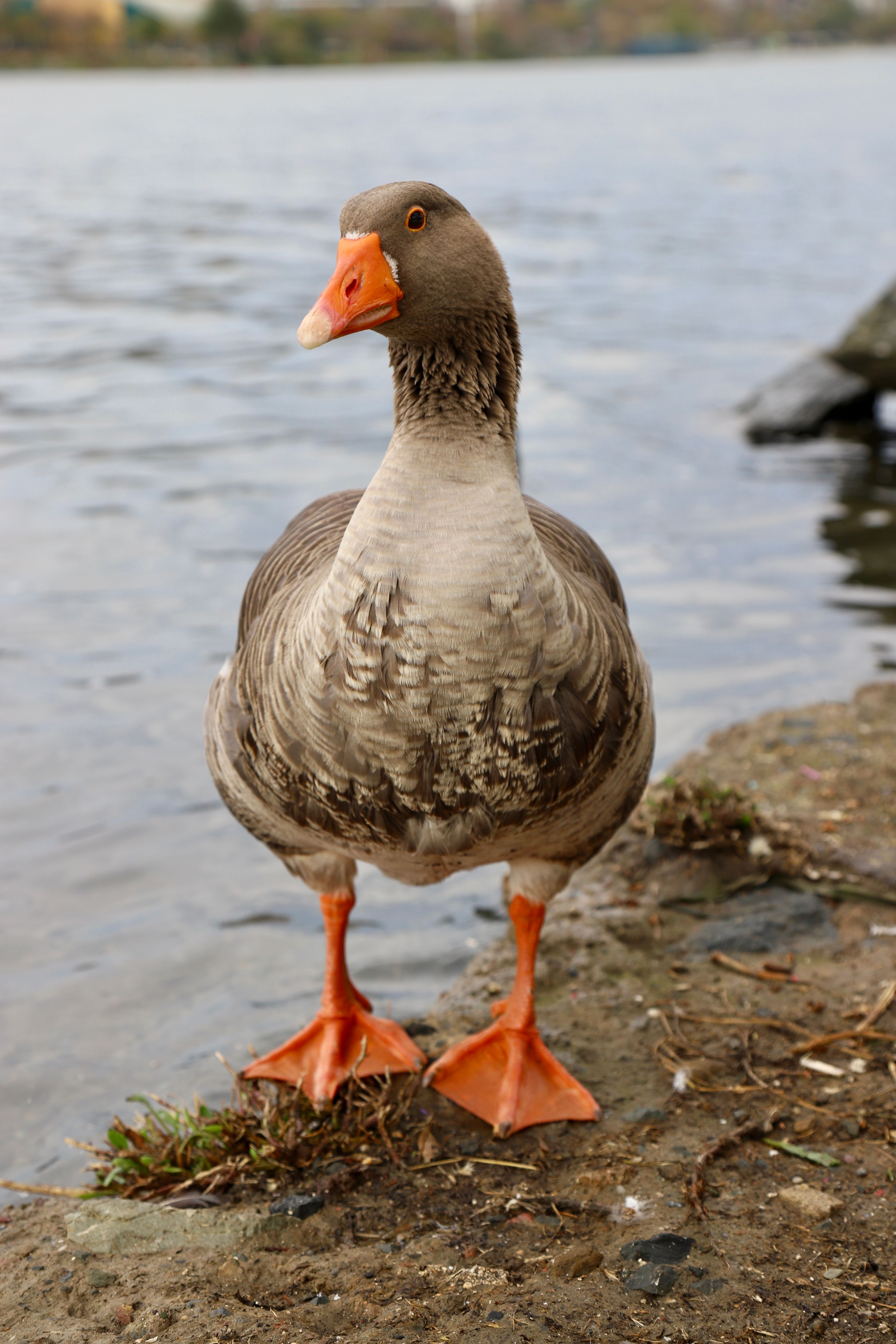 A greylag goose standing by a calm river on a cloudy day.