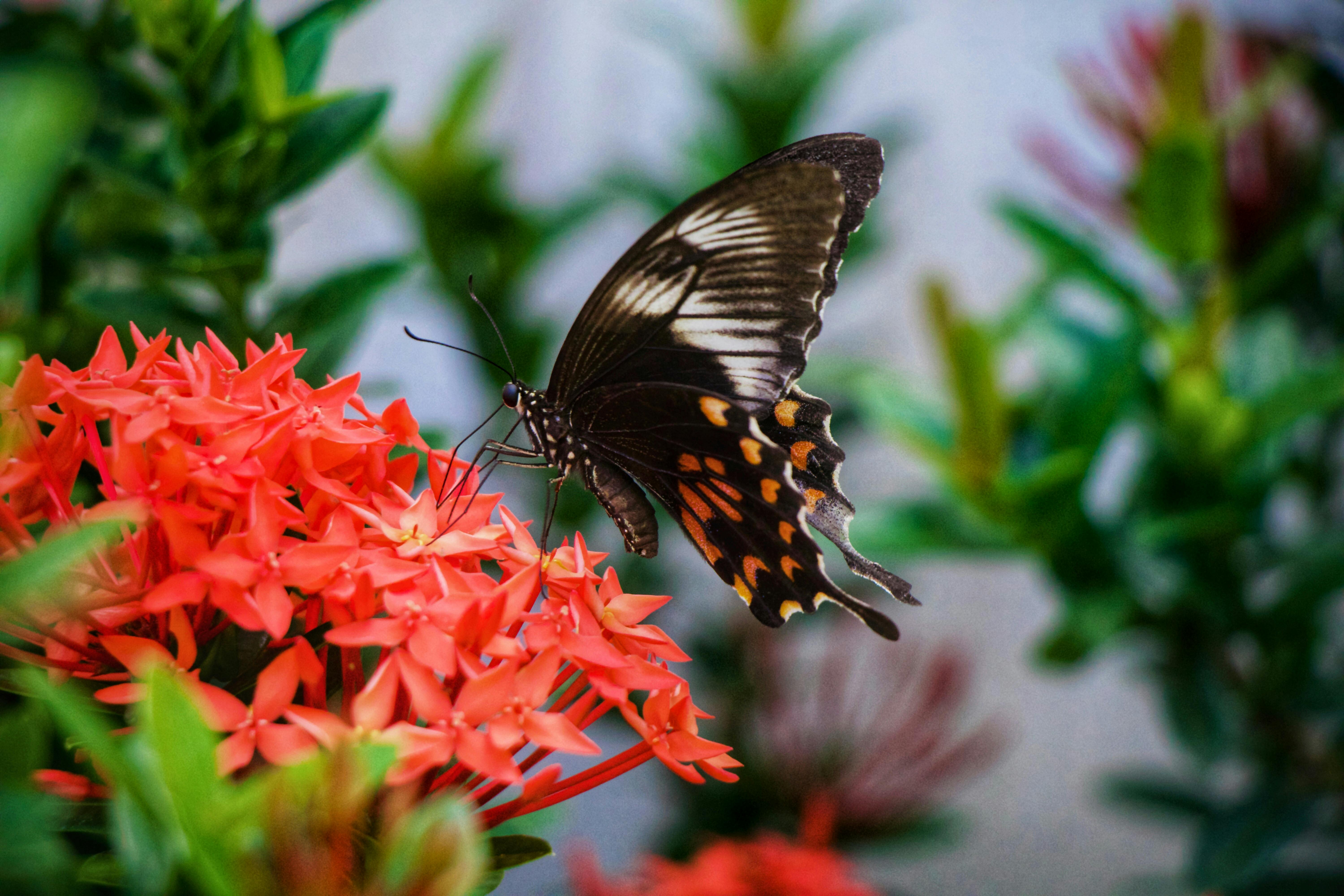 Dubai Kelebek Bahçesi