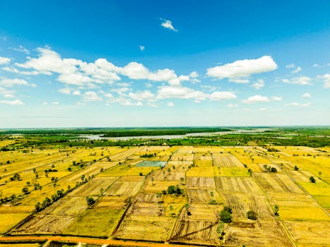 A vibrant aerial view of rice fields in Cambodia during the harvest season under a clear blue sky.