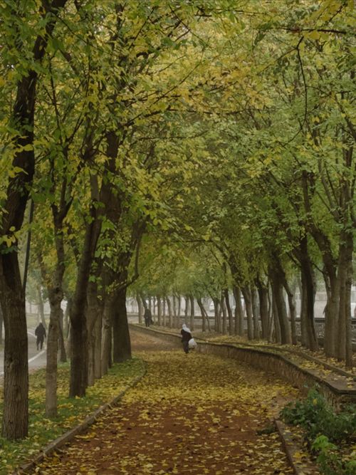 Free A serene pathway under a canopy of lush green trees, perfect for a peaceful walk in the park. Stock Photo