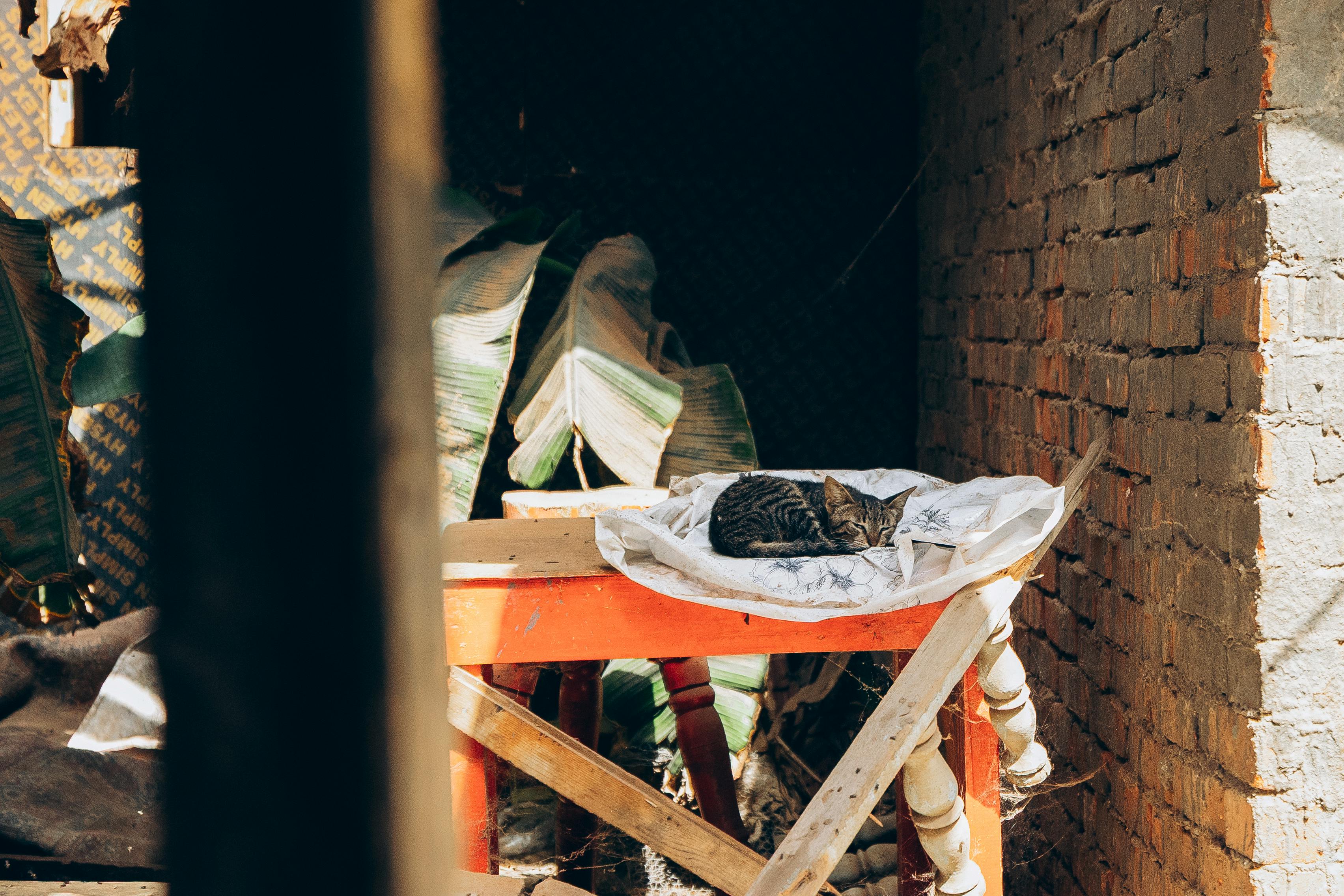 4個簡單生活習慣優化晝夜節律，提升睡眠與心血管健康