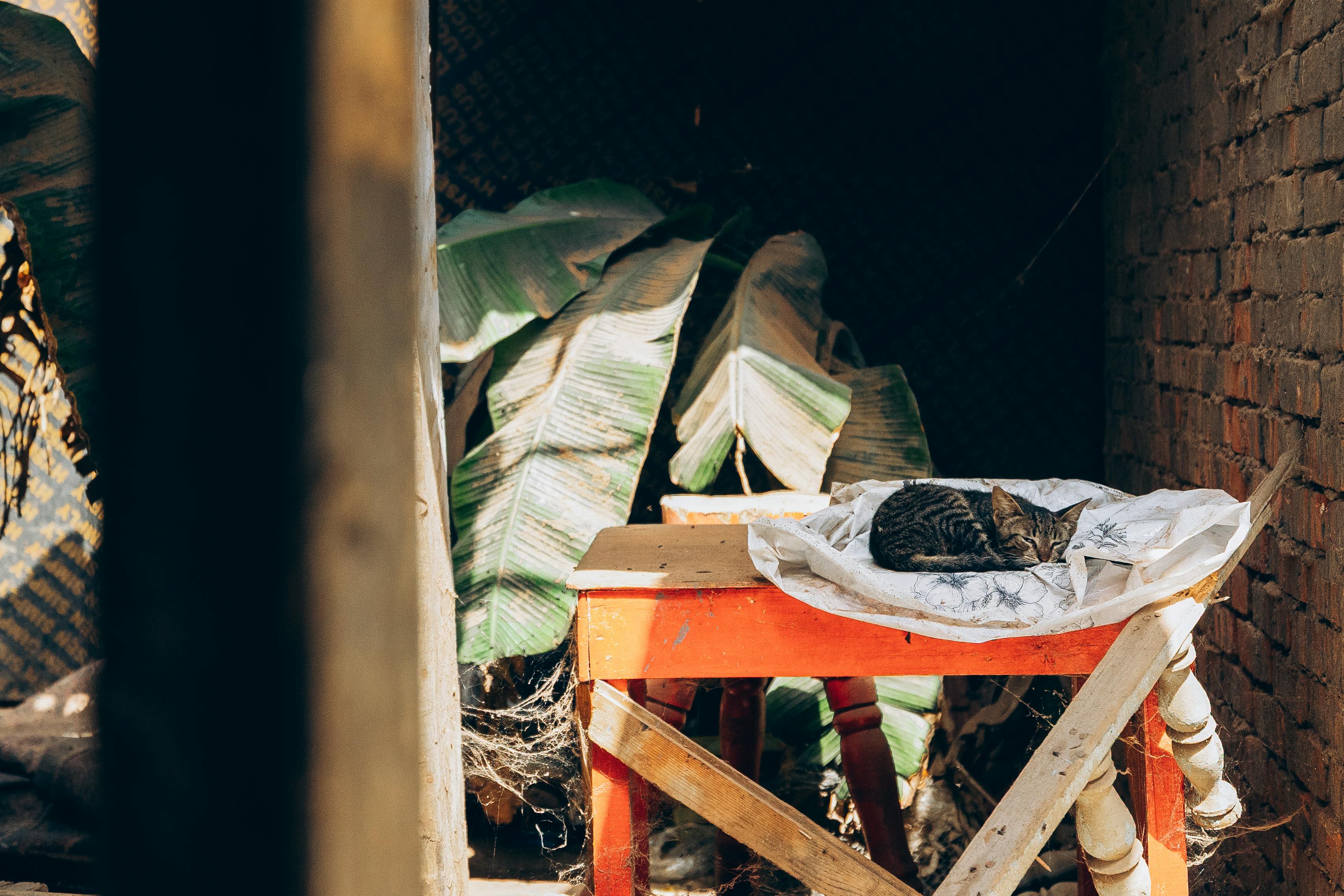 Free stock photo of 35mm photography, adventure photography, background