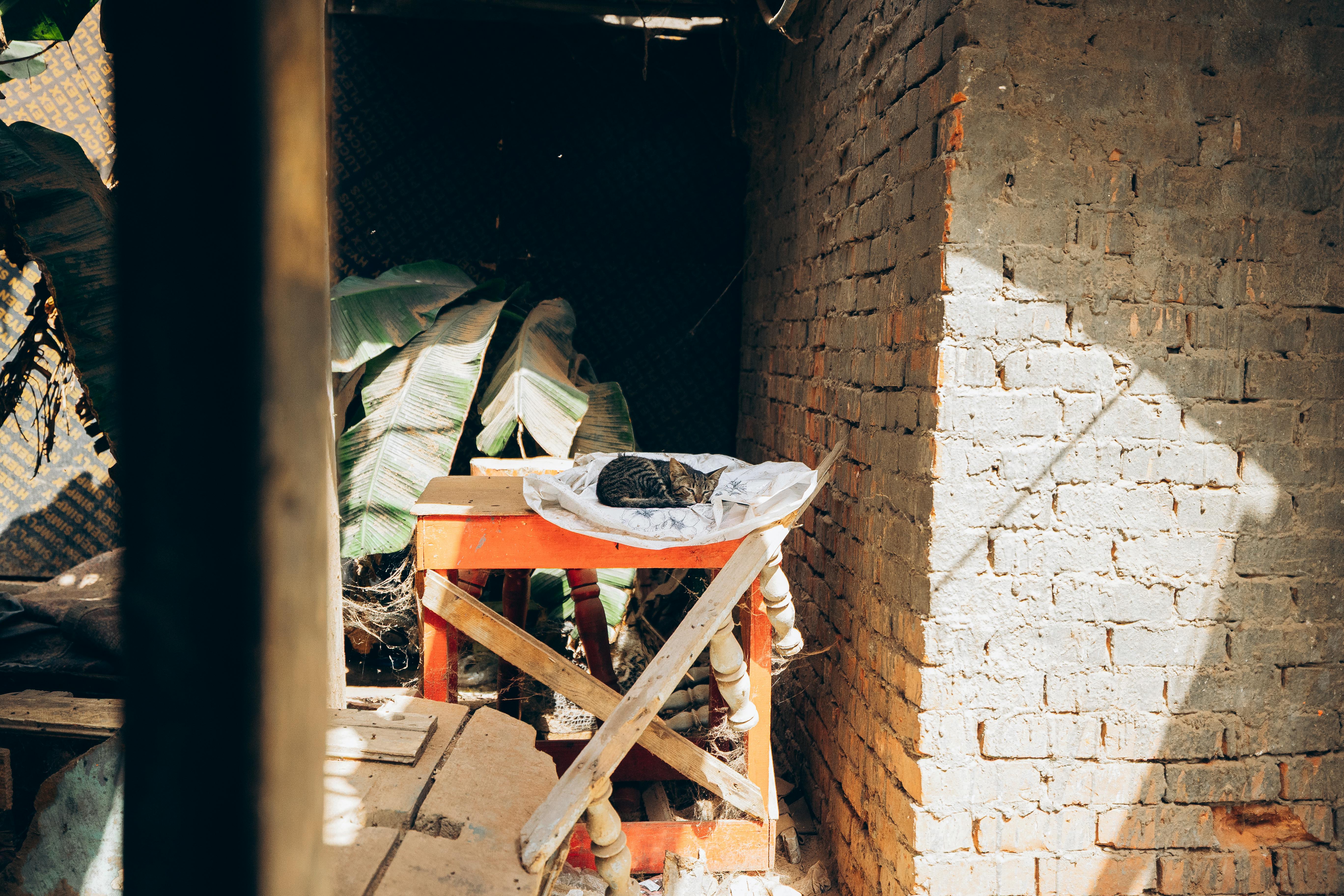 4個簡單生活習慣優化晝夜節律，提升睡眠與心血管健康