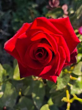 crimson red rose flower