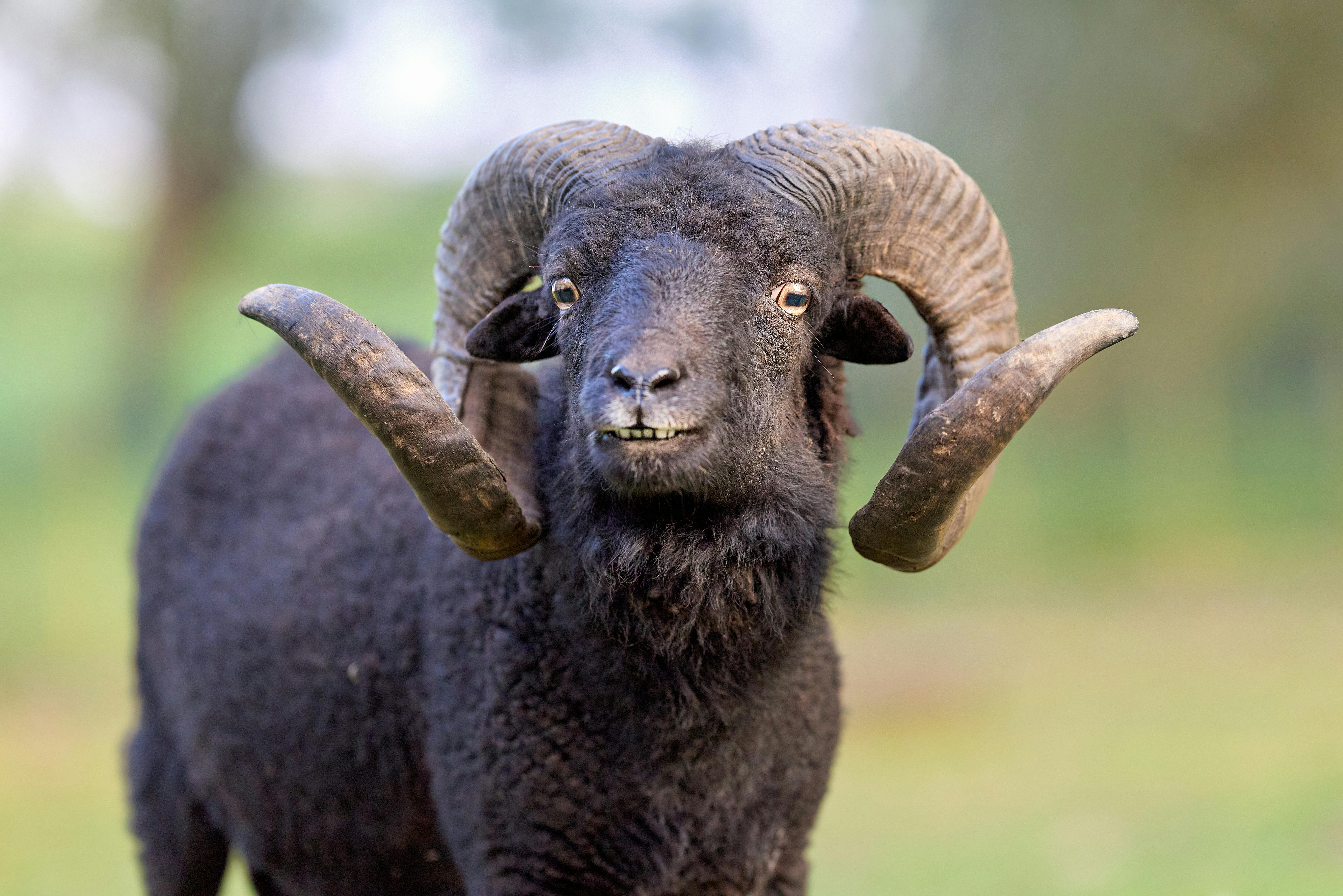 Gratuit Photos gratuites de agriculture, amusant, animal Photos