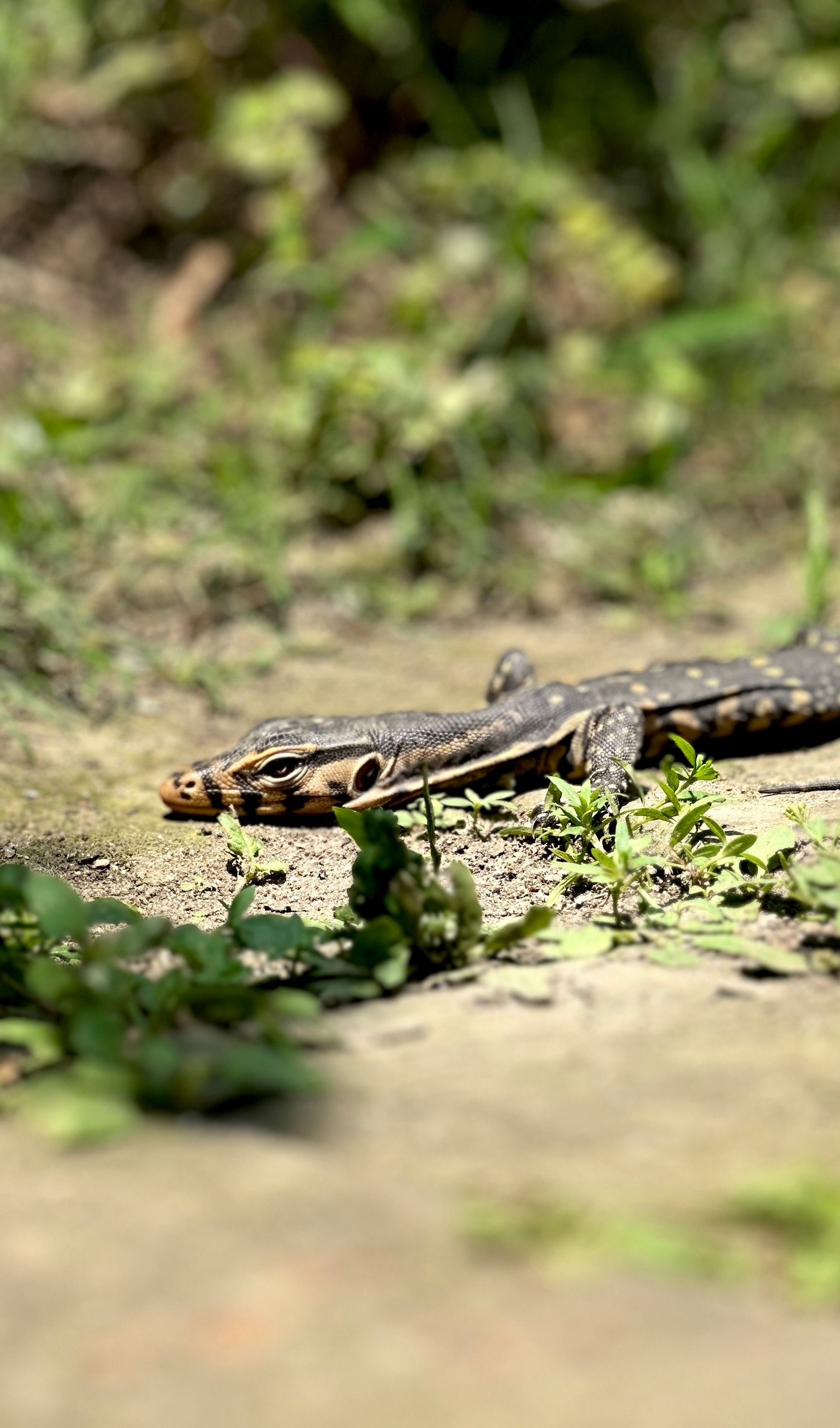 Bengal Monitor Lizard in Natural Habitat · Free Stock Photo