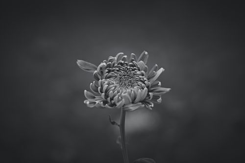Free Close-up of a chrysanthemum flower in black and white, highlighting texture and form. Stock Photo