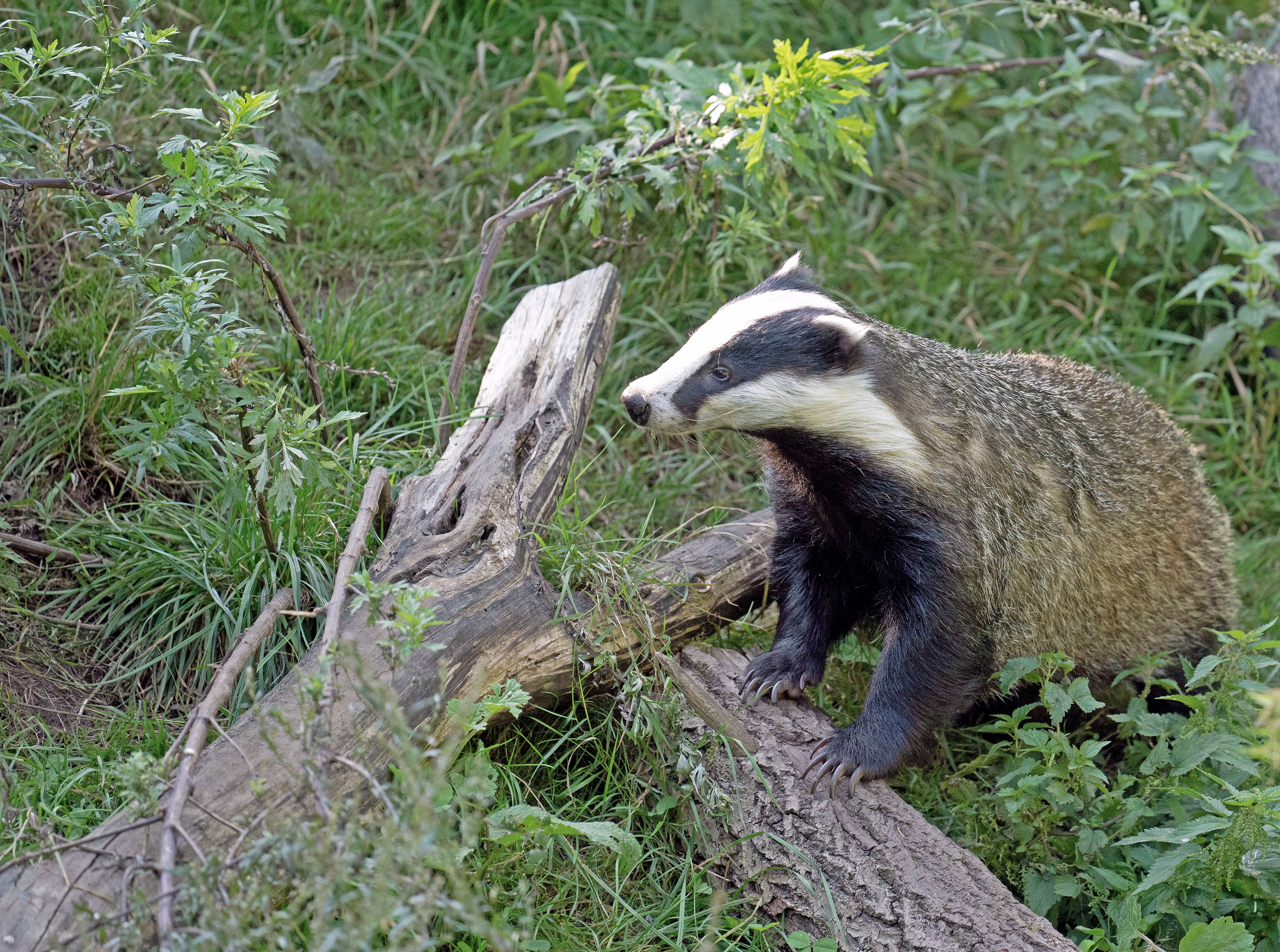european-badger-in-natural-habitat-in-germany-free-stock-photo