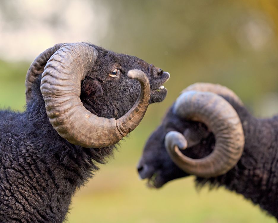 Black Rams Group Close-up of Black Rams on a Farm · Free Stock Photo