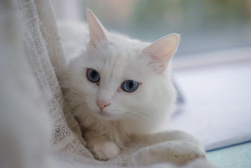 Free Captivating white cat with striking blue eyes relaxing indoors near a window. Stock Photo