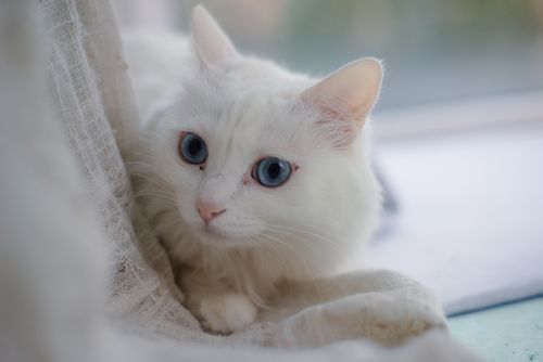 Free Close-up of a white cat with blue eyes resting on a fabric by the window, conveying calmness. Stock Photo