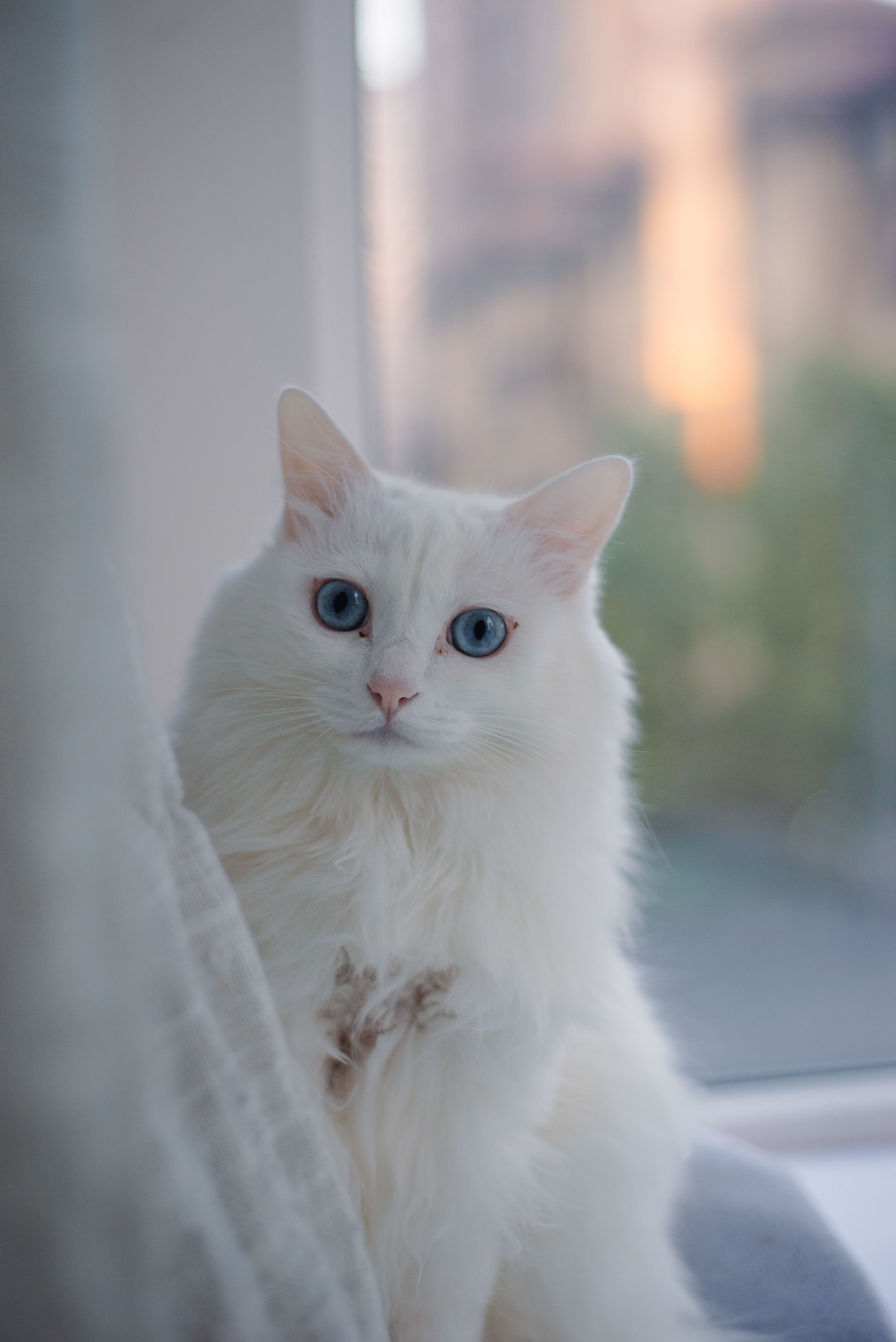 Chat adorable sur un lit