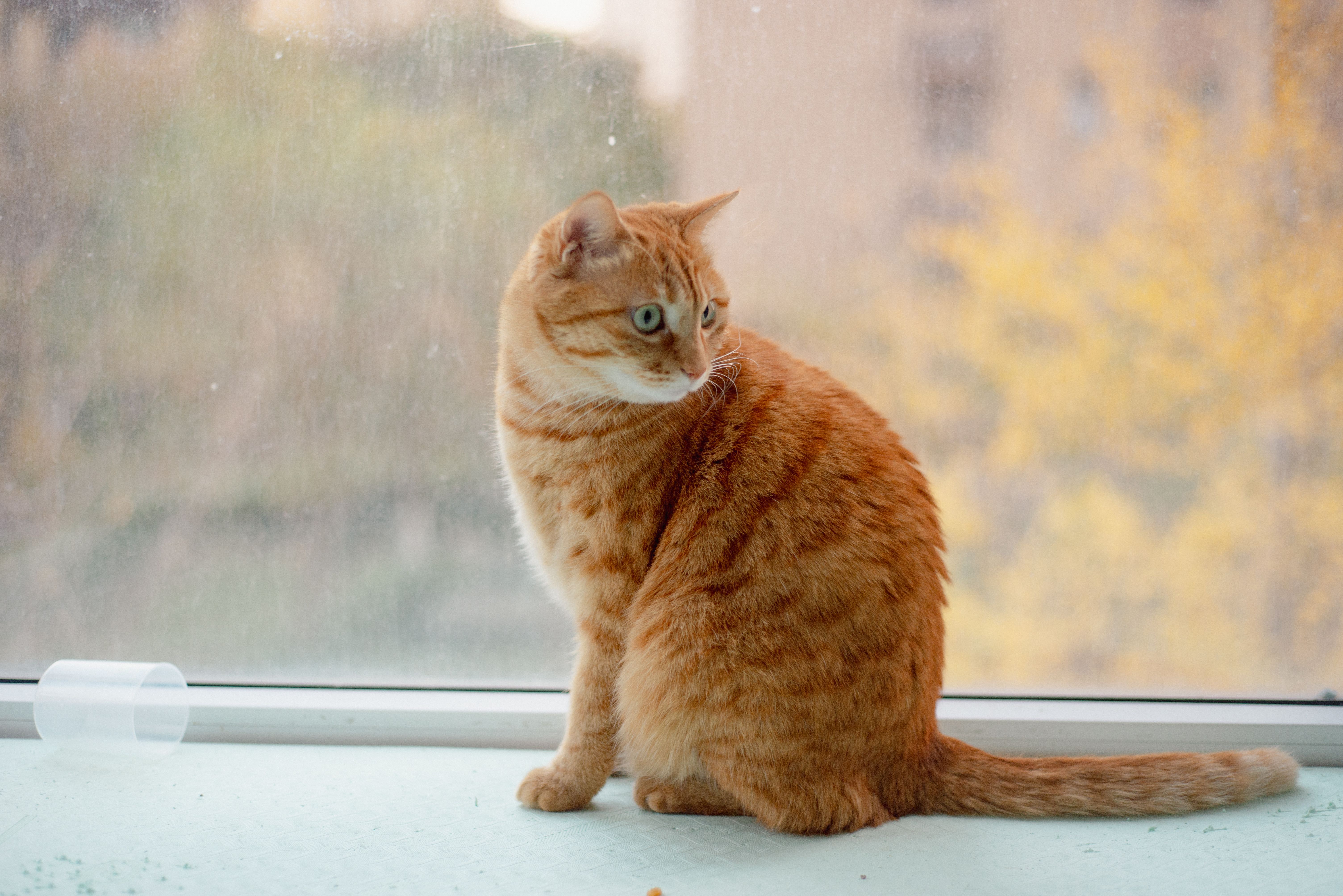 Orange Tabby Cat Sitting on a Windowsill Indoors · Free Stock Photo
