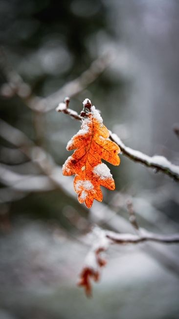 A close-up of a vibrant autumn oak leaf covered in snow.