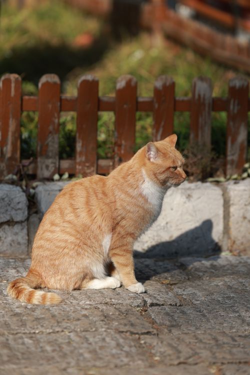 Free A ginger cat sitting on a stone pavement next to a wooden fence in daylight outdoors. Stock Photo