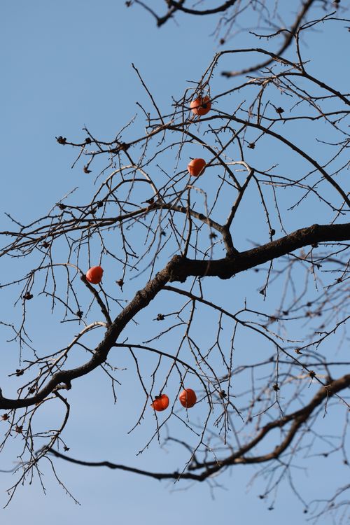 Free Winter persimmons hang on bare branches under a clear blue sky, creating a serene and stark contrast. Stock Photo