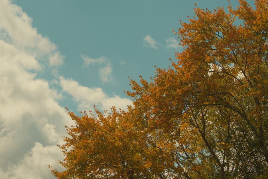 Bright autumn leaves against a clear blue sky with clouds.