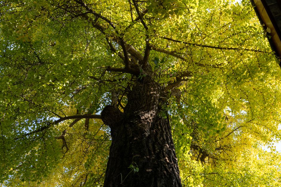 Majestic ginkgo tree with spreading canopy photographed against a blue sky — ginkgo tree care in Surrey BC