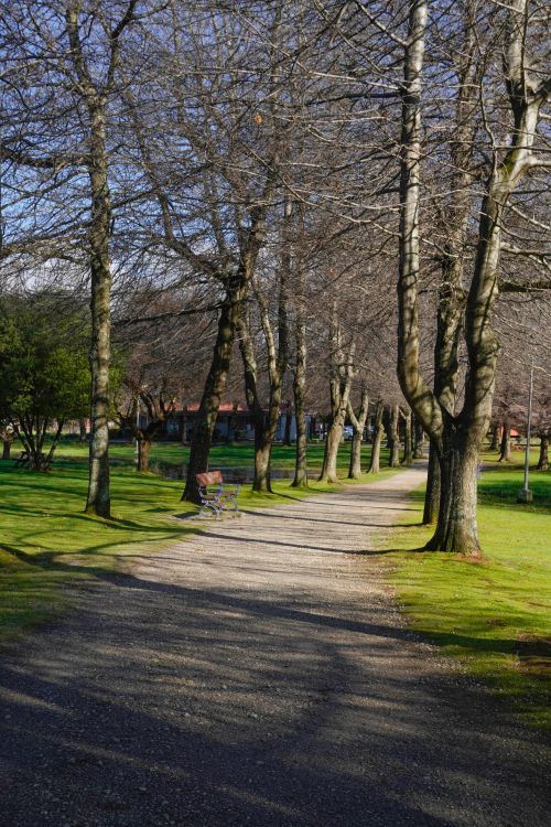 Free Peaceful park pathway lined with trees, captured on a bright sunny day without leaves. Stock Photo