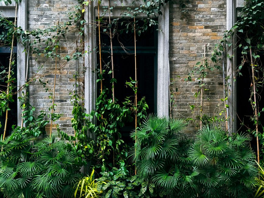 Groene muur met verschillende kamerplanten in potten. Groene muur met verschillende kamerplanten in potten.