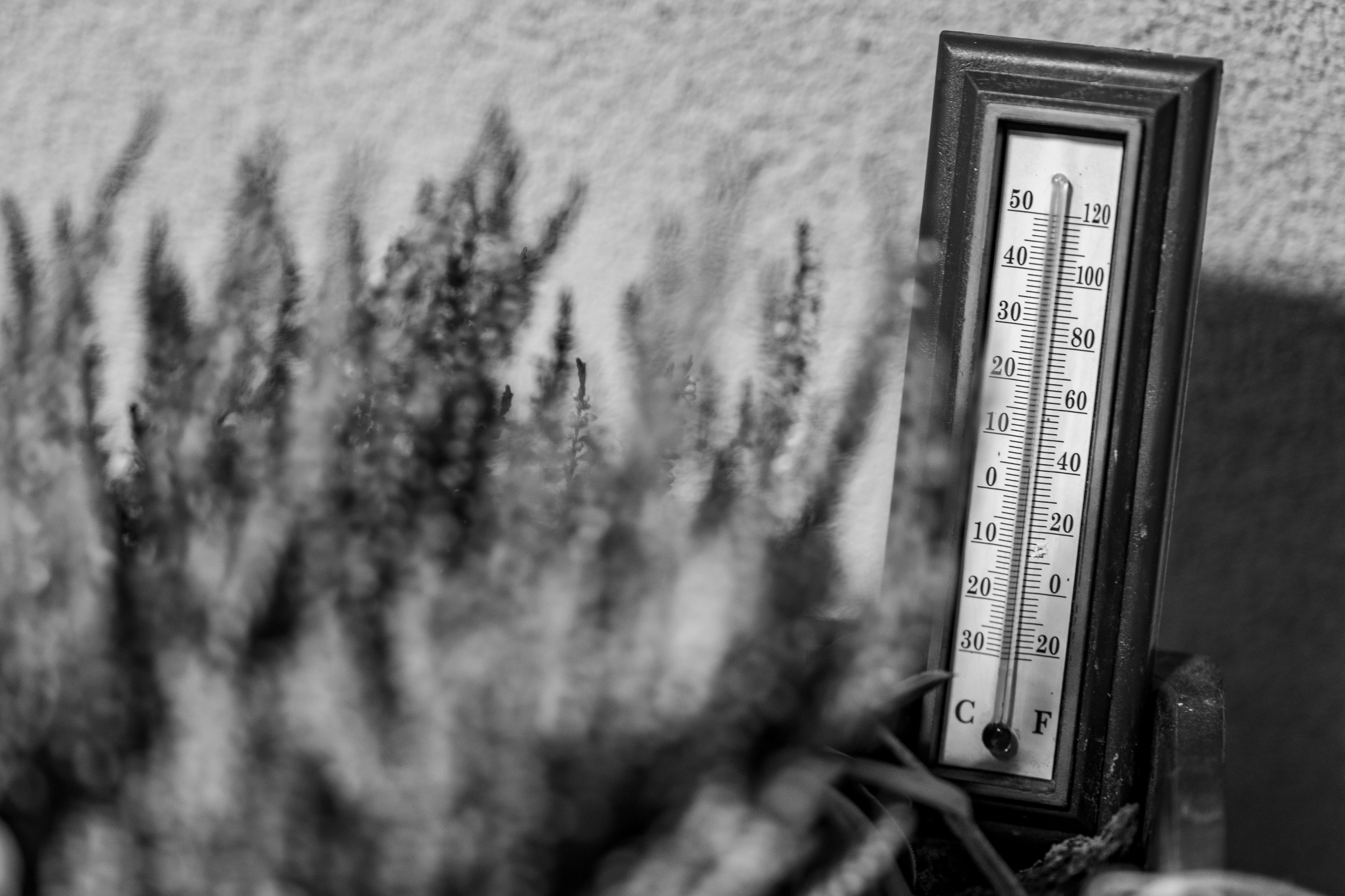 thermometer next to snake plant