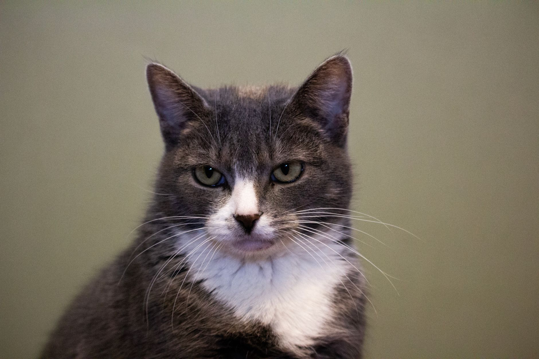 Veterinary care for a cat