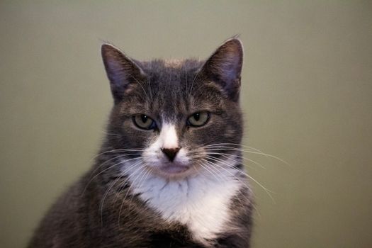 Detailed portrait capturing the expression of a grey and white domestic cat with green eyes.