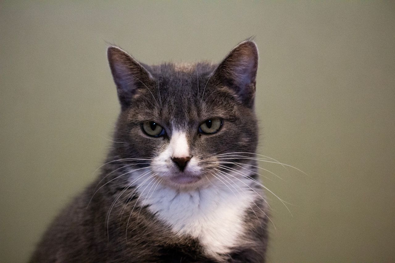 detailed portrait capturing the expression of a grey and white domesti