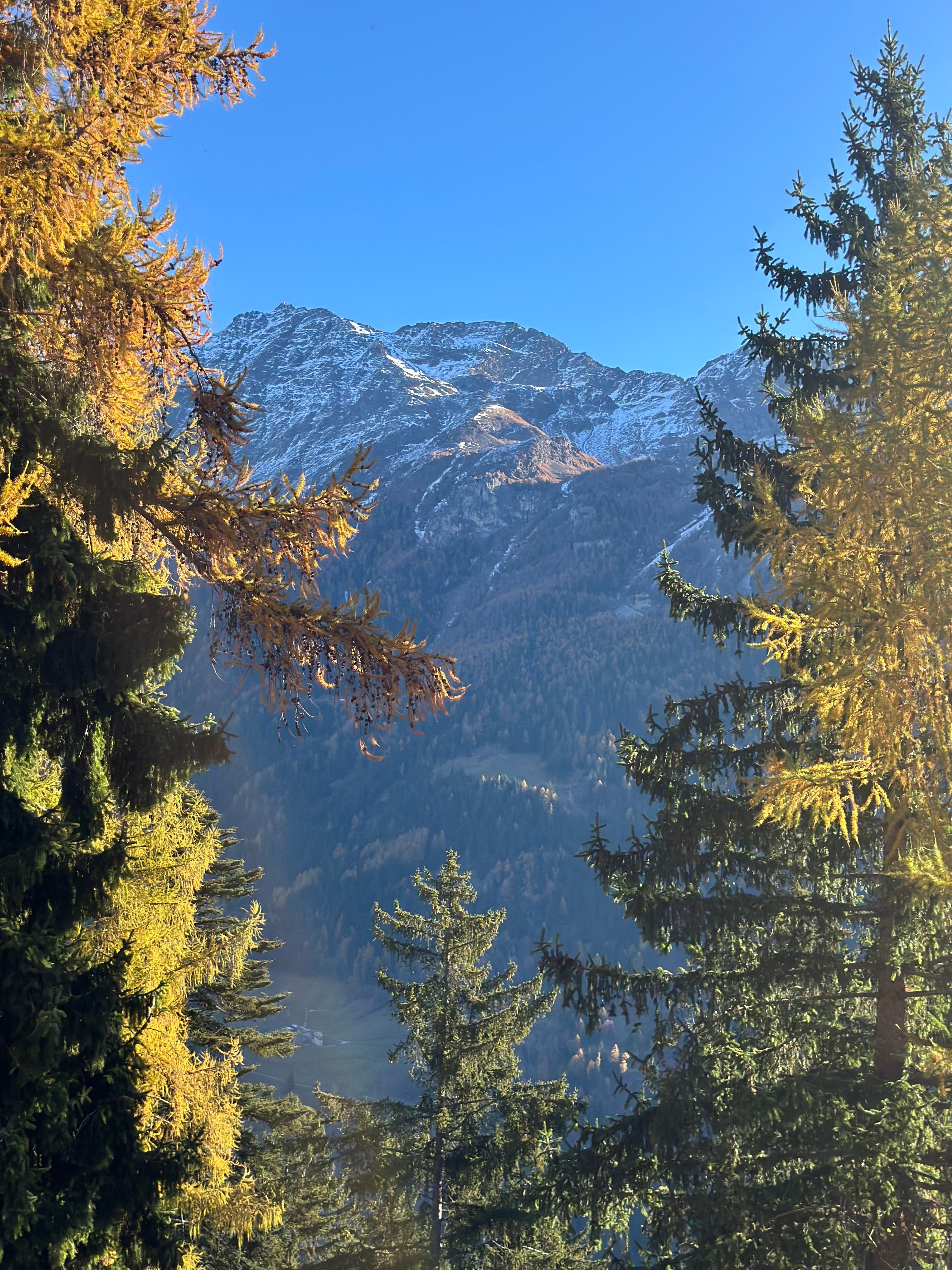 Scenic Mountain View with Pine Trees · Free Stock Photo