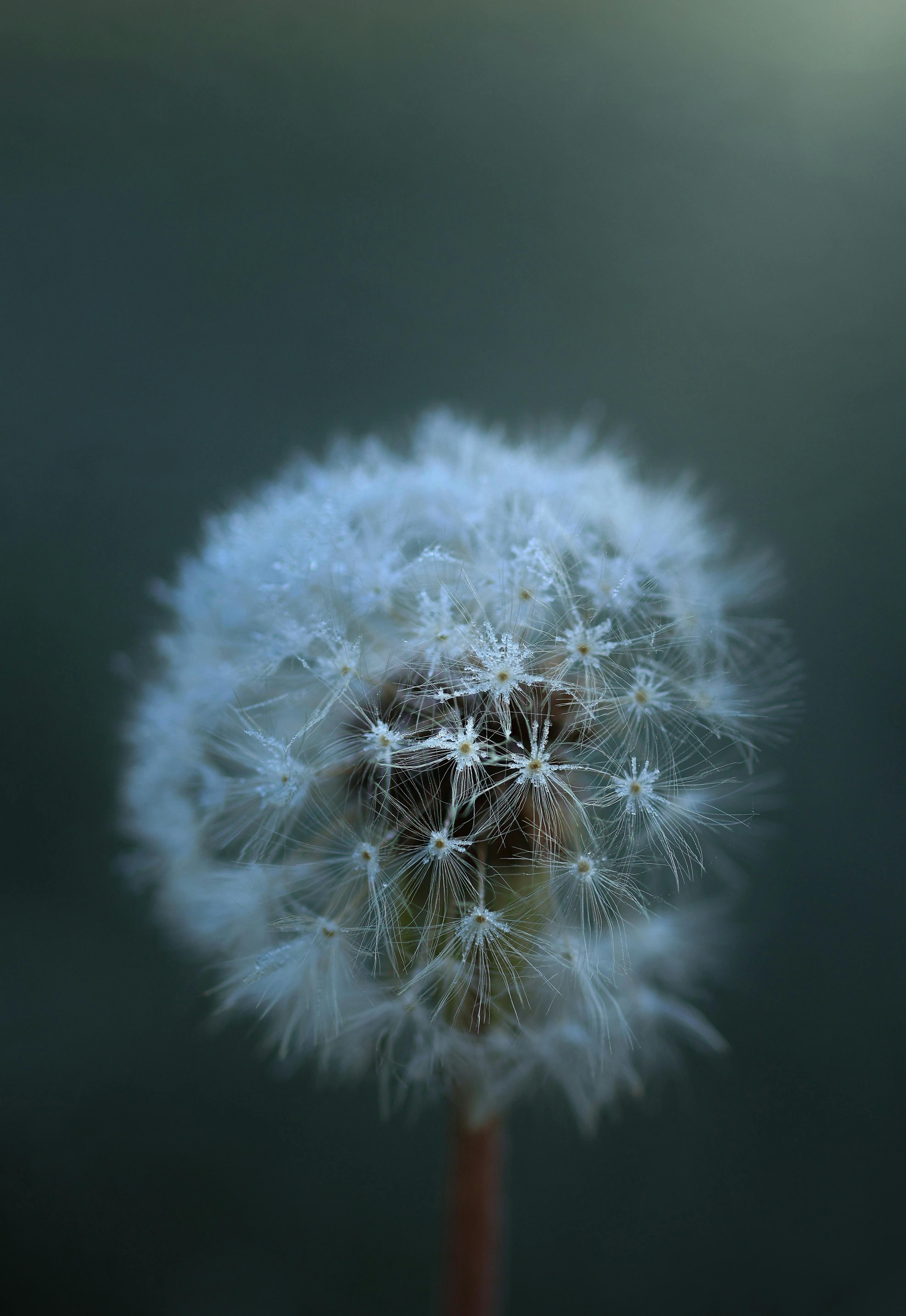 Close-up of a frosty dandelion captured on a cool winter morning, highlighting its delicate structure.