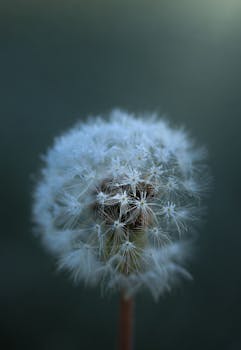 Close-up of a frosty dandelion captured on a cool winter morning, highlighting its delicate structure.