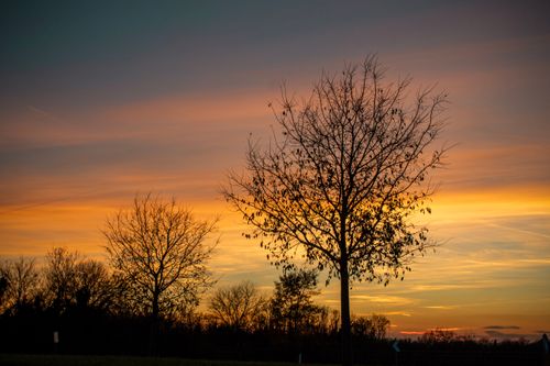 Free A stunning sunset over a silhouette of trees in Friuli-Venezia Giulia, Italy, showcasing vibrant colors in the sky. Stock Photo