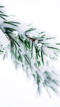 Detailed view of a pine branch covered with fresh snow, highlighting the beauty of winter nature.