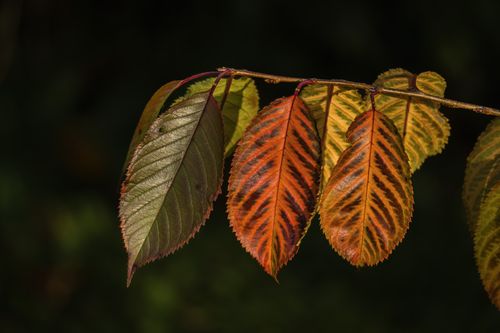 Free Close-up view of colorful autumn leaves displaying fall foliage on a twig. Stock Photo