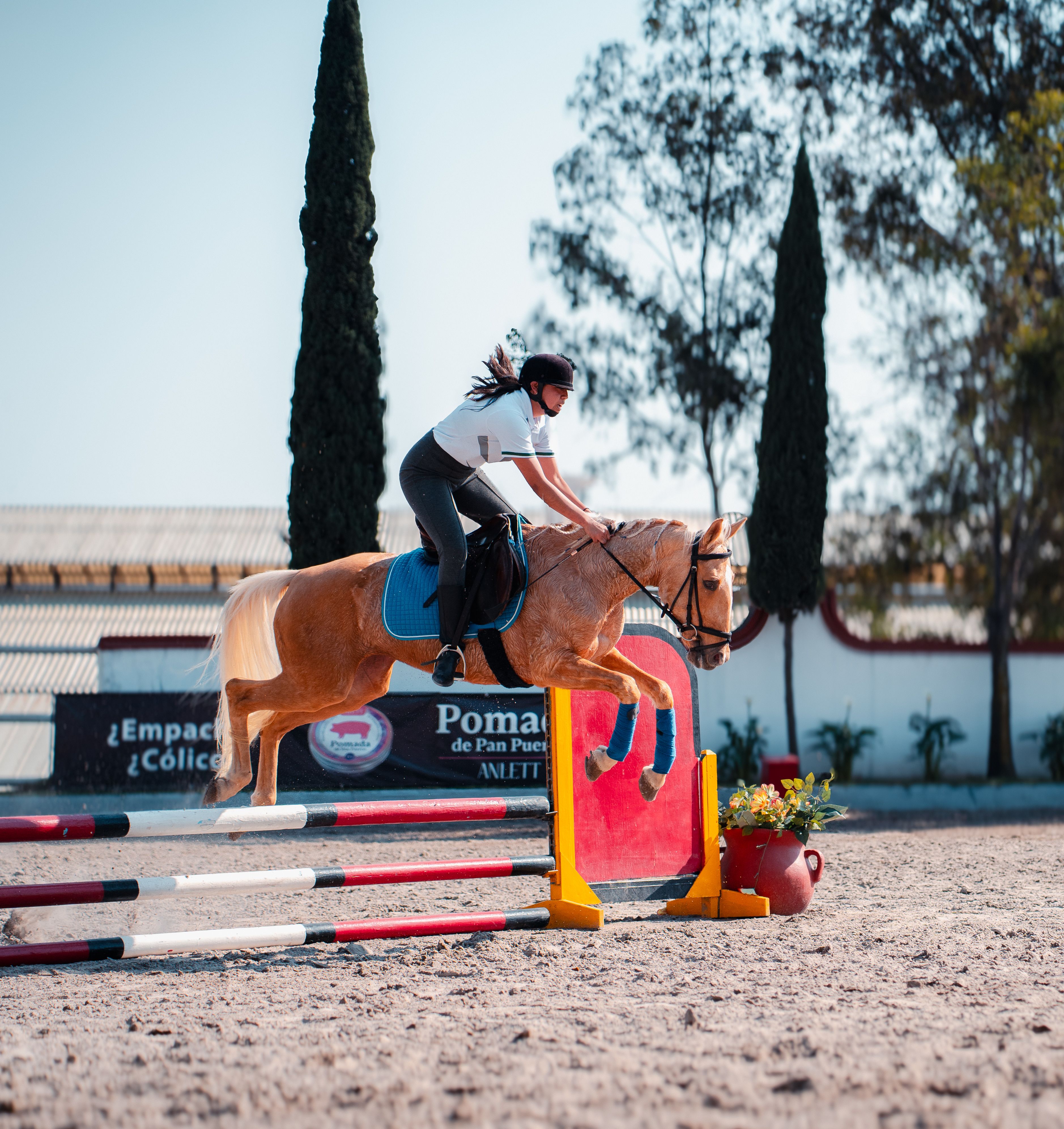 Rogue, palomino jumping outdoors