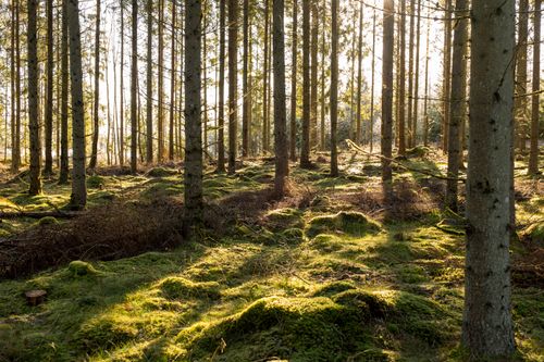 Free Tranquil pine forest with sunlight filtering through tall trees and lush green moss. Stock Photo