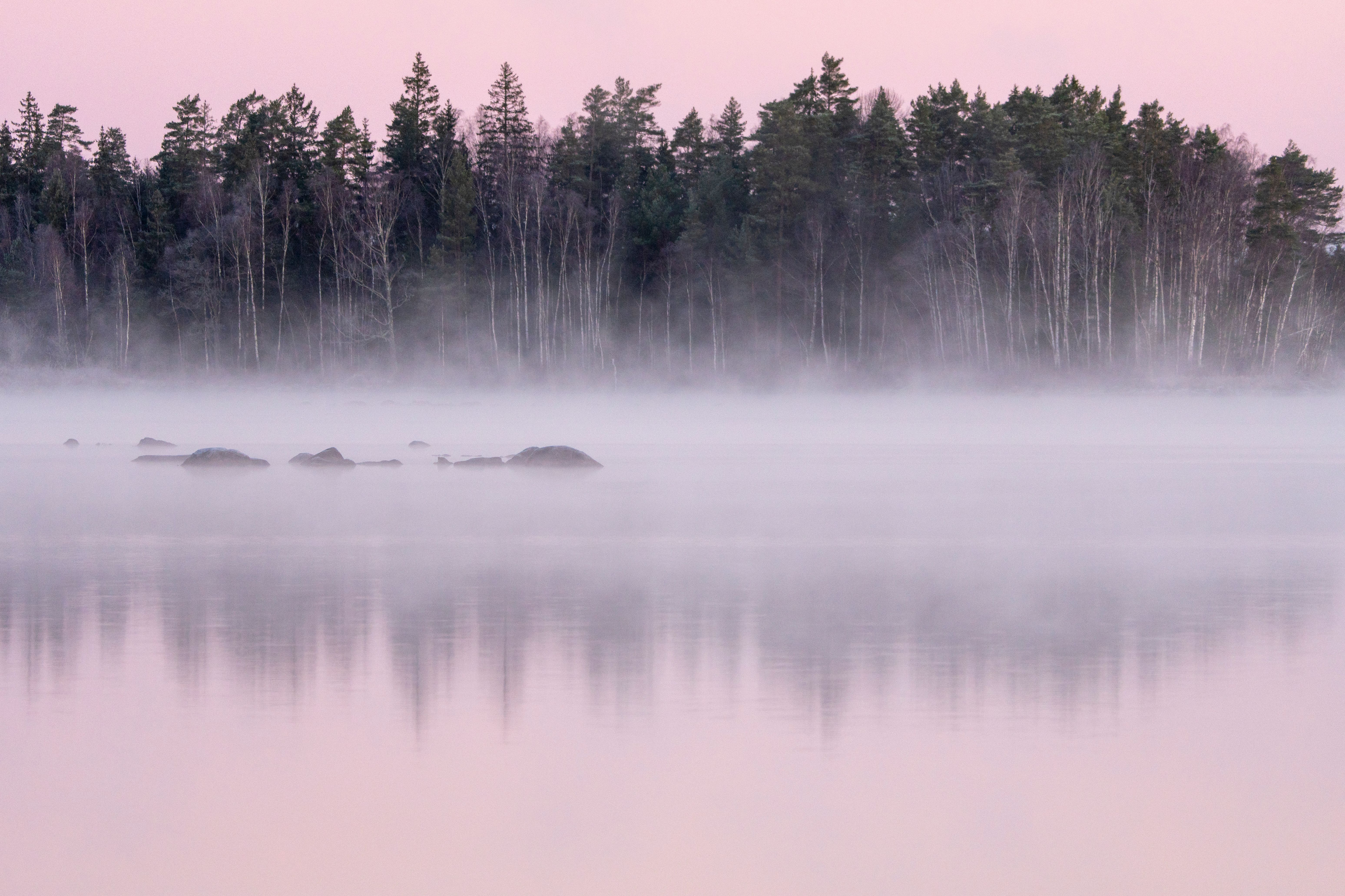 Serene Misty Forest at Sunrise Over Lake · Free Stock Photo