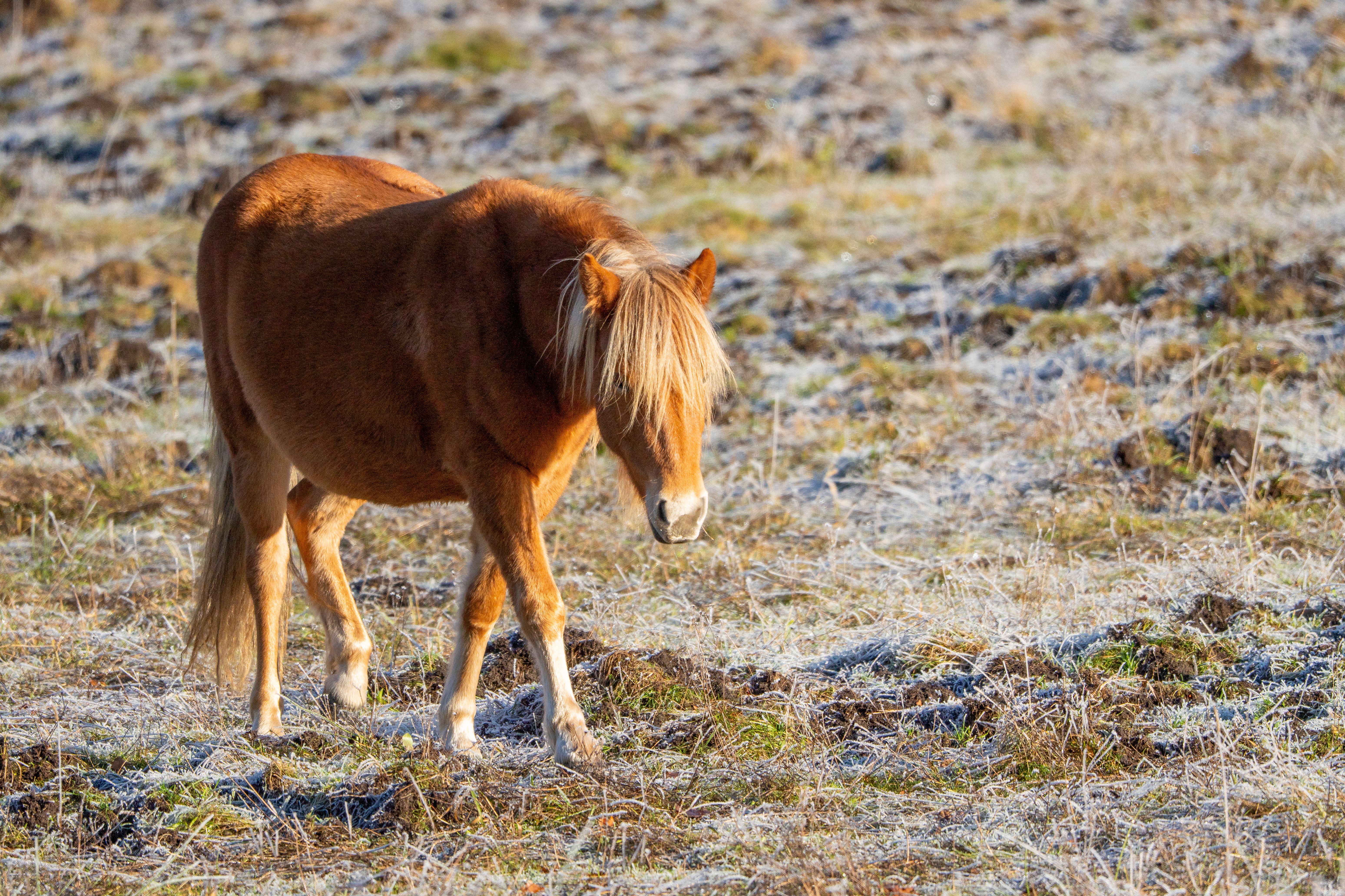A Shetland pony grazing in a frosty meadow, showcasing winter's beauty.
