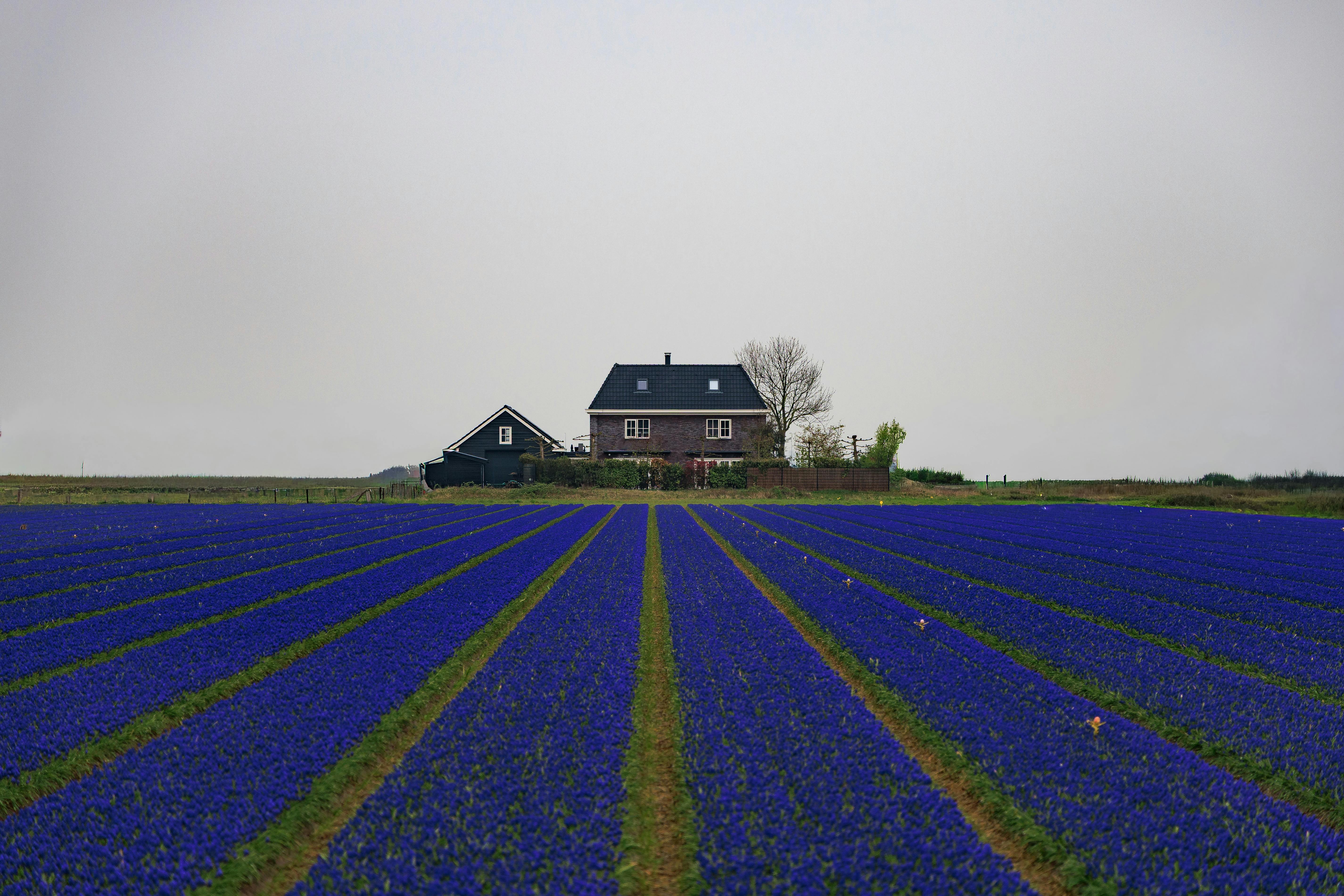 人氣iOS遊戲《日本鄉下生活》將登陸PC與Switch平台