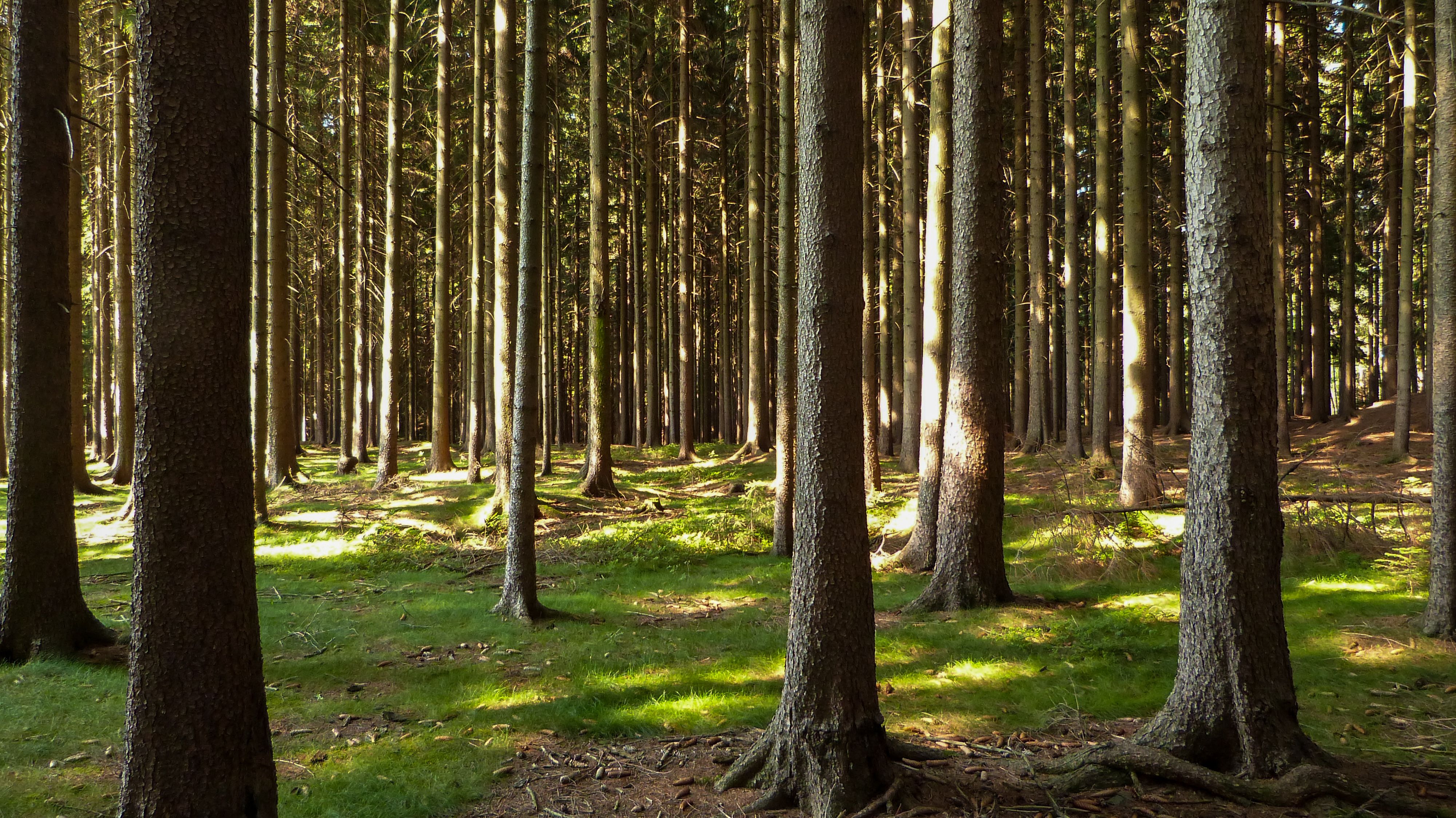Waldlichtung mit weichem Sonnenlicht