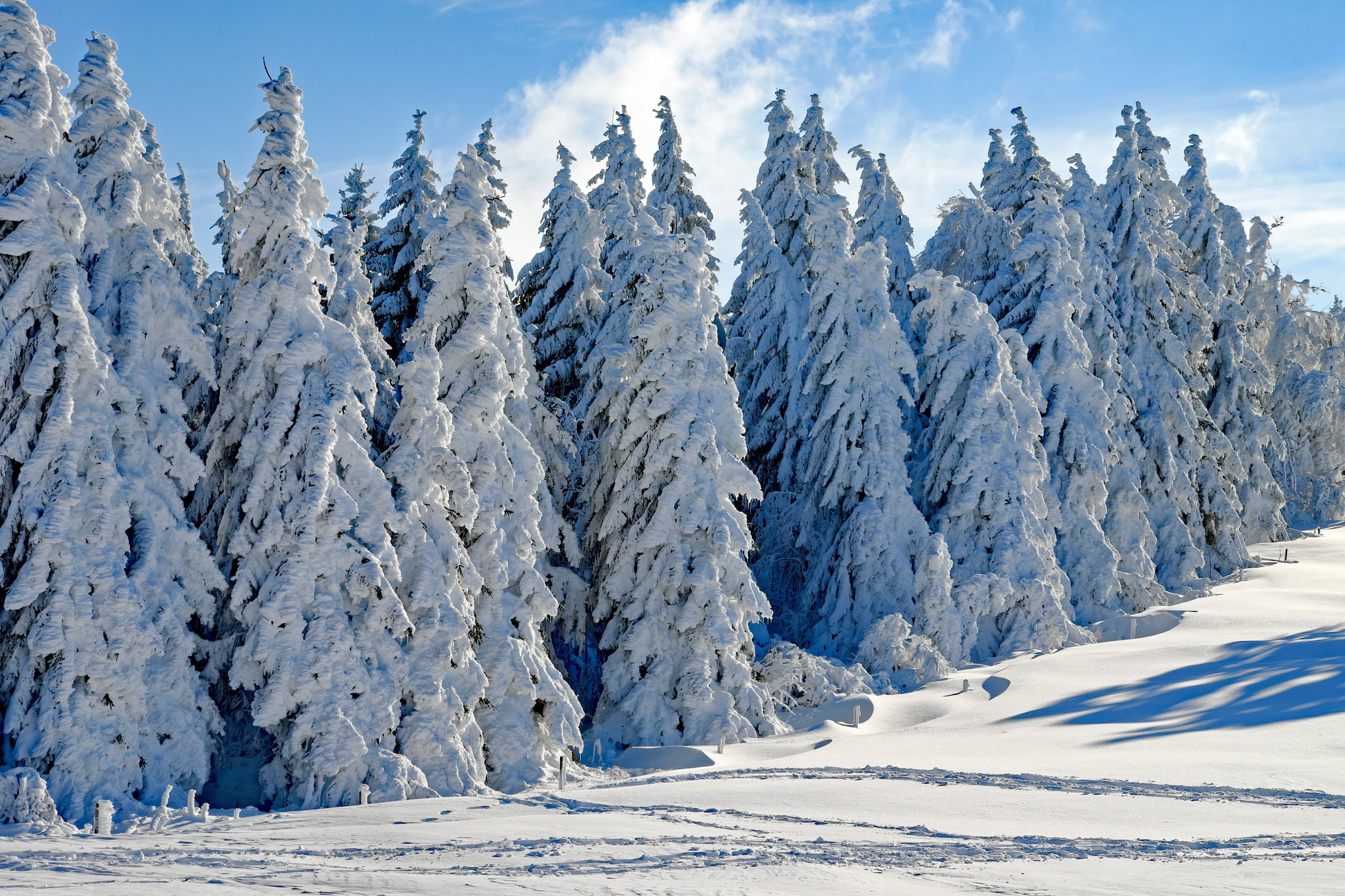 Snow-Covered Forest in Winter Sunlight · Free Stock Photo