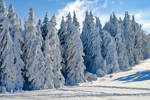 Free A serene snow-covered forest under bright blue skies in Freiburg, Germany. Stock Photo