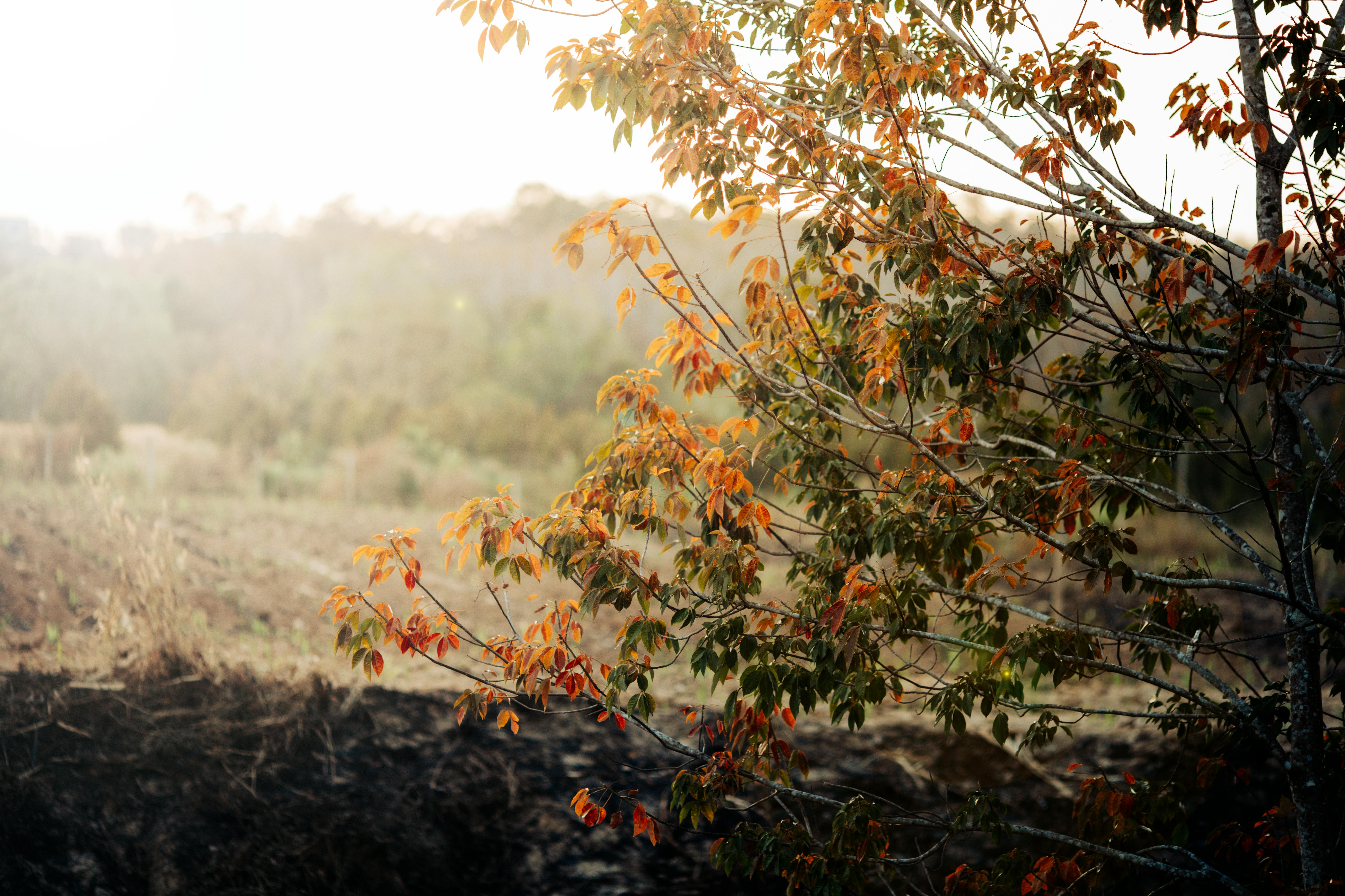 人氣iOS遊戲《日本鄉下生活》將登陸PC與Switch平台
